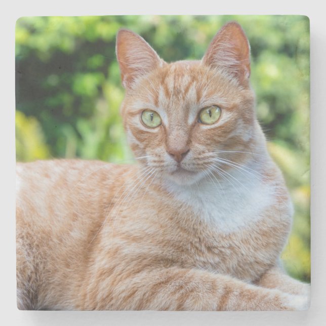 Söt lilla kattunge stenunderlägg (Framsidan)