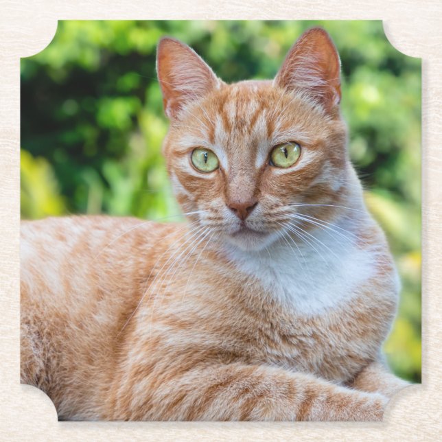 Söt lilla kattunge underlägg papper (Framsida)