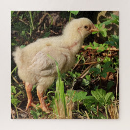 Söt lilla kyckling, kycklingchickar, naturligtvis. pussel