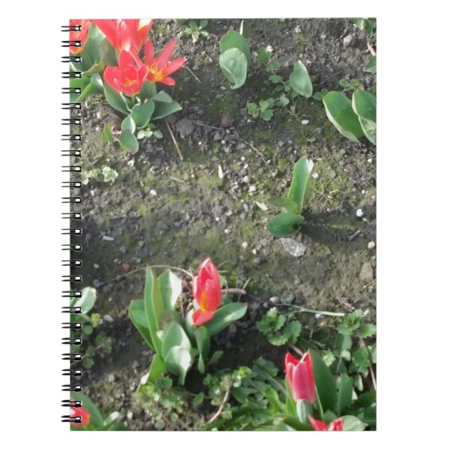 Söt lilla röda vår blommor i parken anteckningsbok (Framsidan)