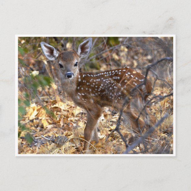 Söt lille Fawn Hjort i Skogen Fotovykort Vykort (Framsida)