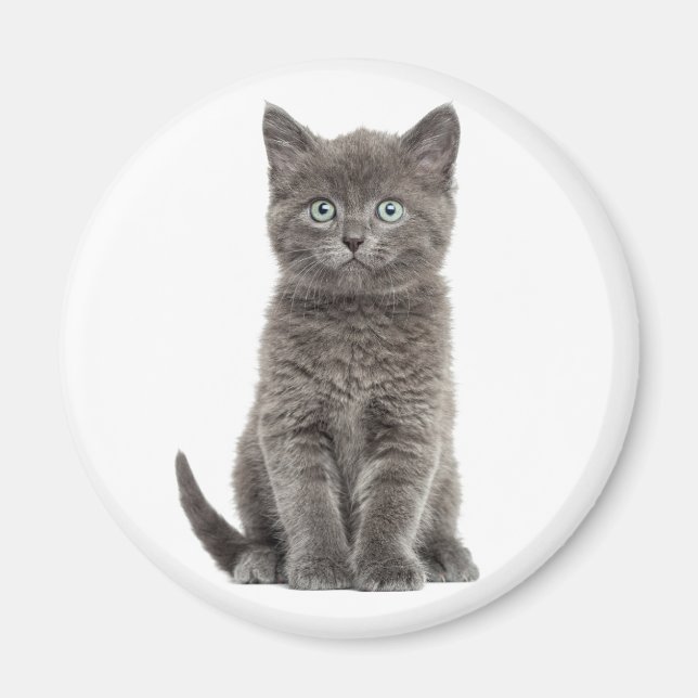 Söt liten grå kattunge magnet (Framsidan)