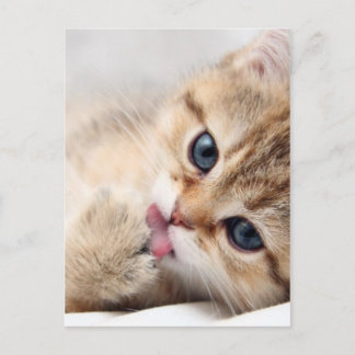 SÖT LITEN KATT VYKORT