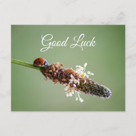 Söt liten nyckelpiga för lycka och tur! vykort