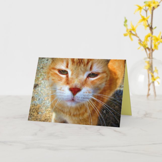 Söt liten rödhårig katt kort (Gul blomma)