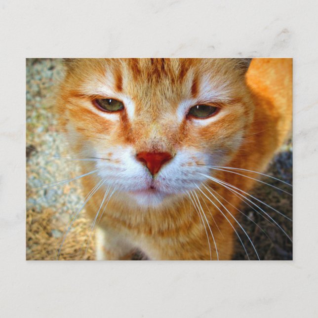 Söt liten rödhårig katt vykort (Framsida)