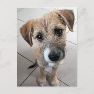 Söt Liten Sorgsen Hund Vykort