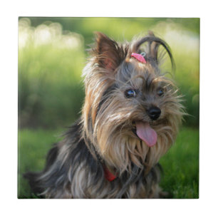 Söt liten Yorkshire Terrier hund Kakelplatta