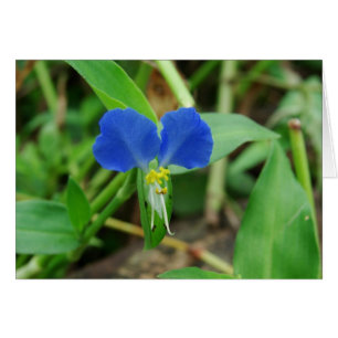 Söt Little Blue Flower Hälsningskort