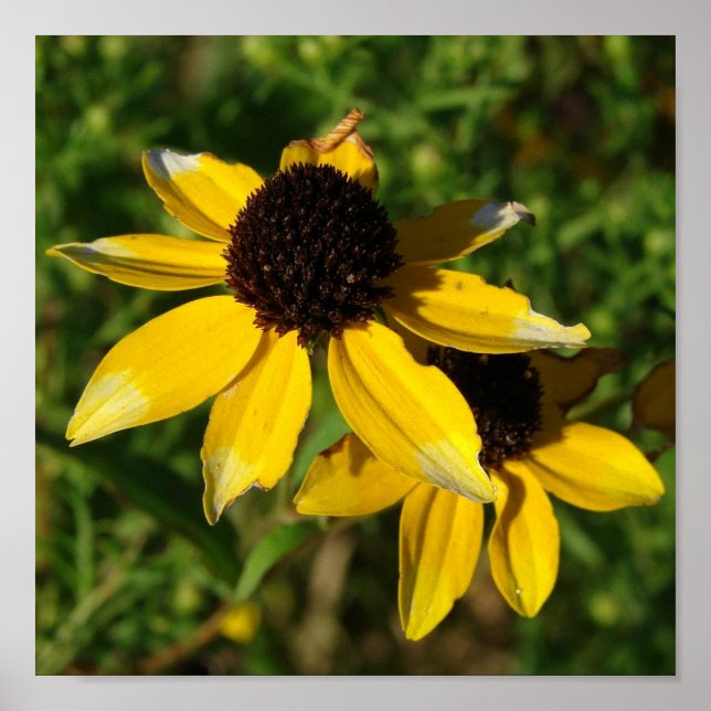 Söt Little Gula blommor Square Poster (Framsidan)