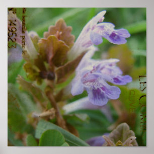 Söt Little Henbit Poster