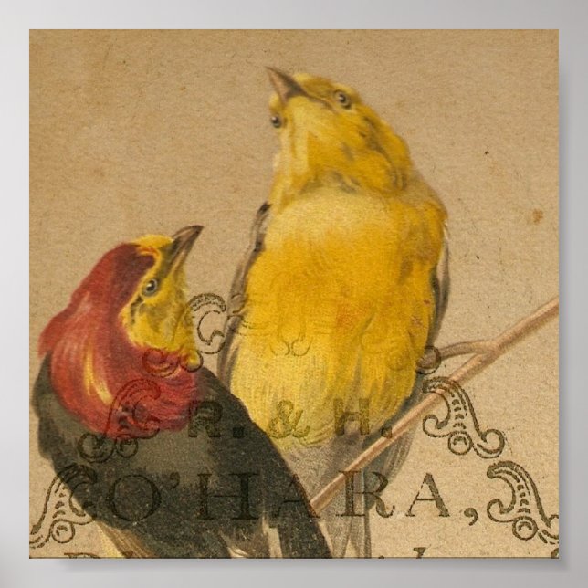 Söt Little Vintage Birds Poster (Framsidan)