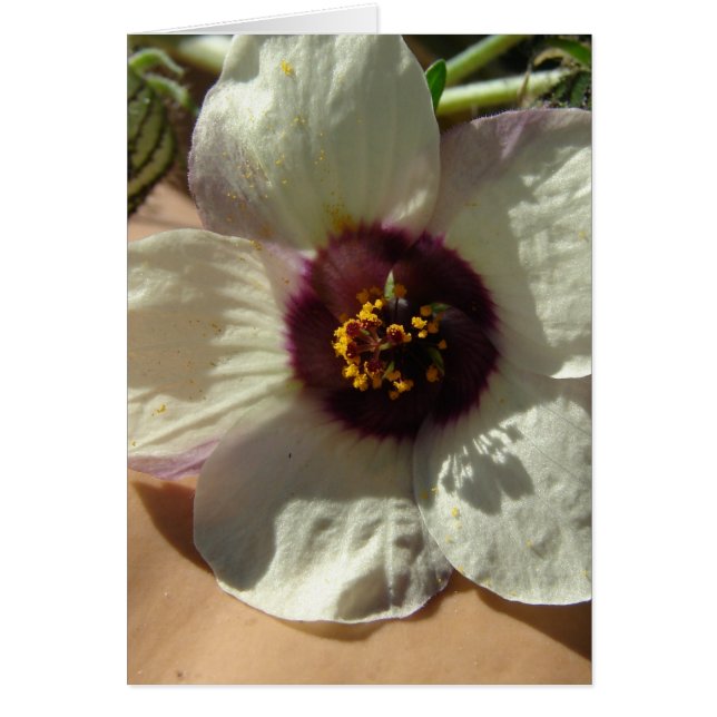 Söt Little White Flower Hälsningskort (Framsidan)