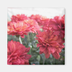 Söt ljus Chrysanthemumsmagnet Magnet