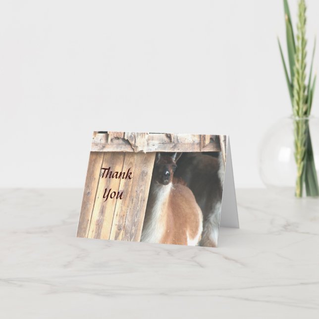 Söt Llama Farm Animal Tack, ditt kort (Framsida)