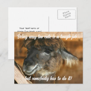 Söt Llamafarm Djur Rolig Vykort