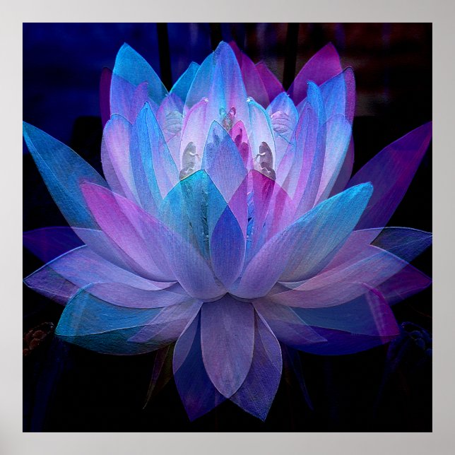 Söt Lotus.... Poster (Framsidan)