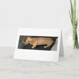 Söt! Luncha Dachshund Kort