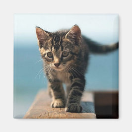 söt_lustiga_djur_23 KITTEN CAT ADORABLE BABY Magnet
