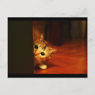 söt_lustiga_djur_28 kattungande peering vykort