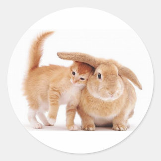 söt_lustiga_djur_8 kitten kanin-vänner runt klistermärke