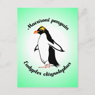 Söt Macaroni Pingvin Vykort