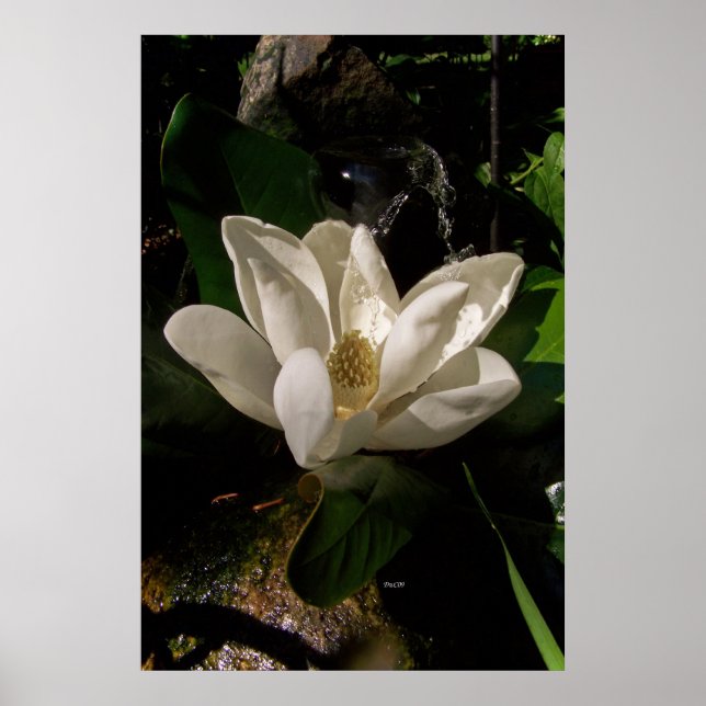 Söt Magnolia-Blommar Poster (Framsidan)