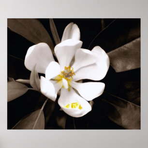 Söt Magnoliaaffisch Poster