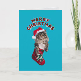 Söt Maine Coon katt jul  Helgkort
