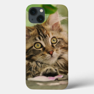 Söt Maine Coon Katt Kattunge Foto Porträtt - 
