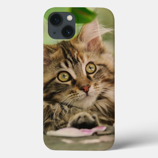 Söt Maine Coon Katt Kattunge Foto Porträtt -  (Baksida)