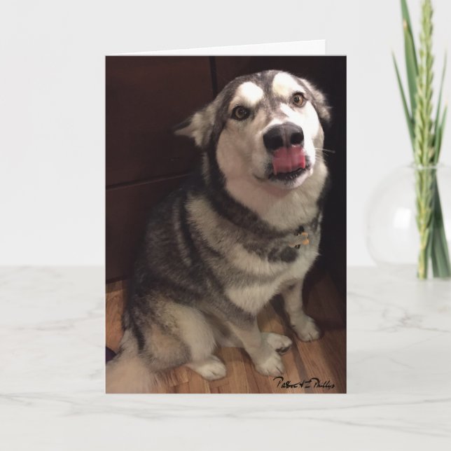 Söt mall för fotografi av Alaskan Malamute (Framsida)