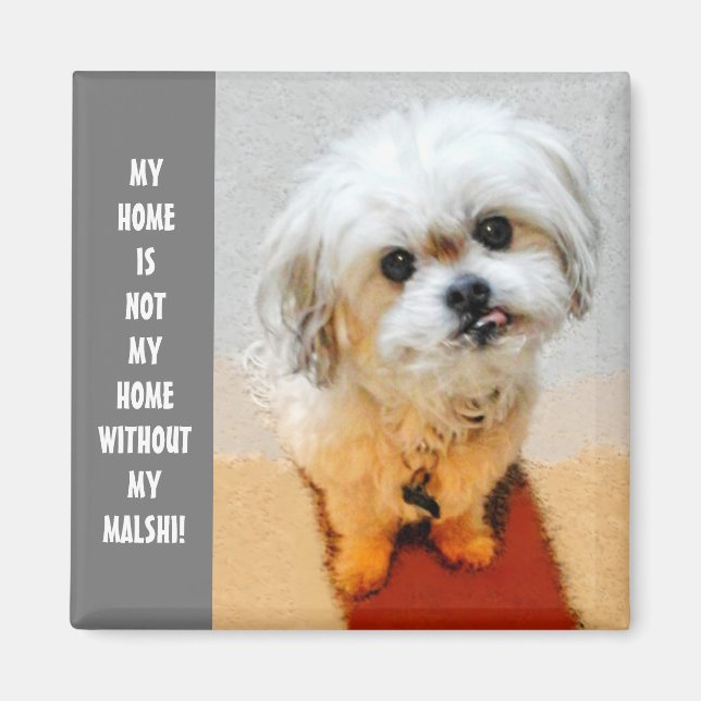 Söt Malshi Magnet (Framsidan)