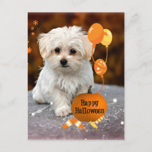 Söt malteser-valp firar Halloween Helg Vykort