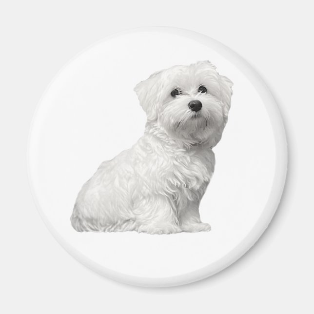 Söt malteserhund sittande valp magnet (Framsidan)