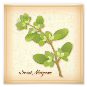 Söt Marjoram Herb Photo Print Fototryck