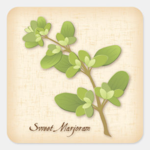 Söt Marjoram Herb Square Sticker Fyrkantigt Klistermärke
