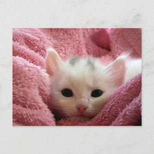 Söt mjuk kattunge ska förbli varmt vykort