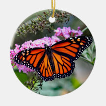 Söt Monarch Butterfly Photo