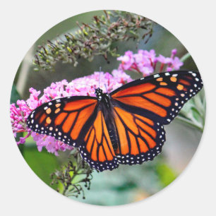 Söt Monarch Butterfly Photo Runt Klistermärke