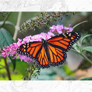 Söt Monarch Butterfly Photo Vykort