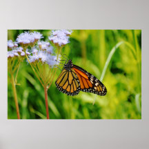 Söt Monarch Butterfly Photography Art Flower