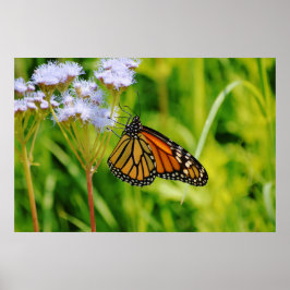 Söt Monarch Butterfly Photography Art Flower Poster