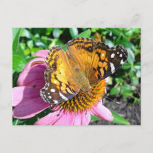 Söt Monarch Butterfly