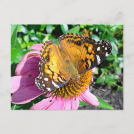 Söt Monarch Butterfly Vykort