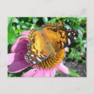 Söt Monarch Butterfly Vykort