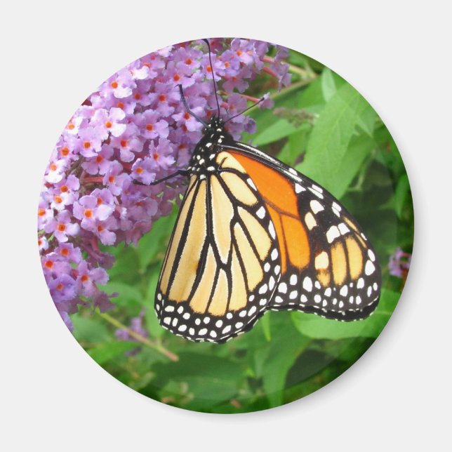 Söt Monarch ~ magnet (Framsidan)