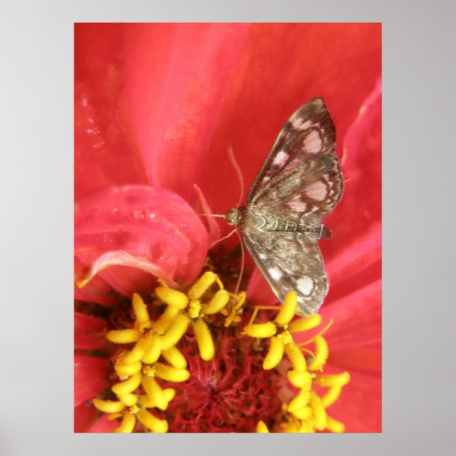 Söt Moth on Red Flower Print Poster (Framsidan)