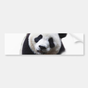 Söt närbild Panda konst Bumperdekal Bildekal