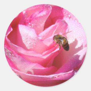 Söt Nectar, efter ett ljust har regnat duschen, Runt Klistermärke